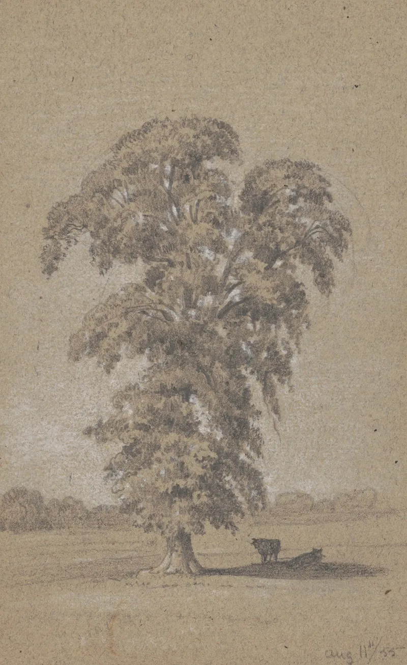 Cows In The Shade Of A Tree