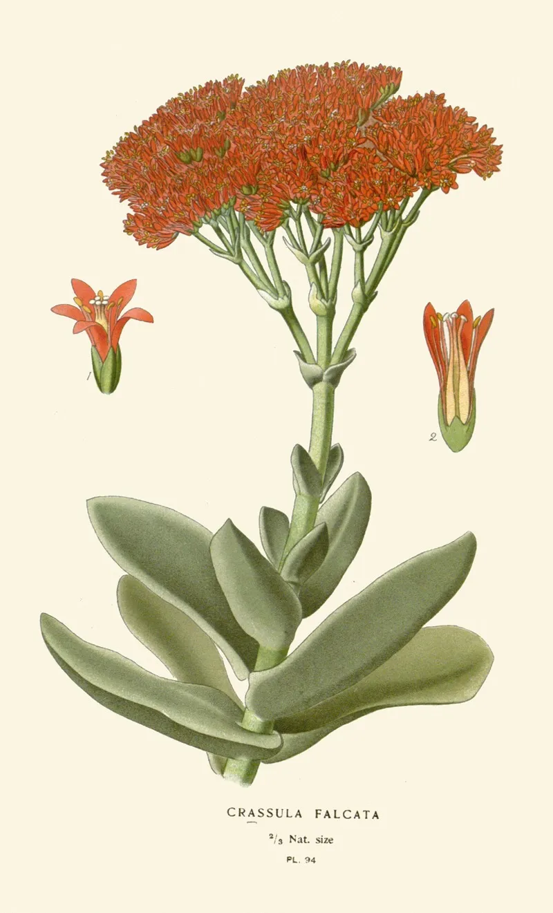 Crassula Falcata 2 by Edward Step - Canvas Print