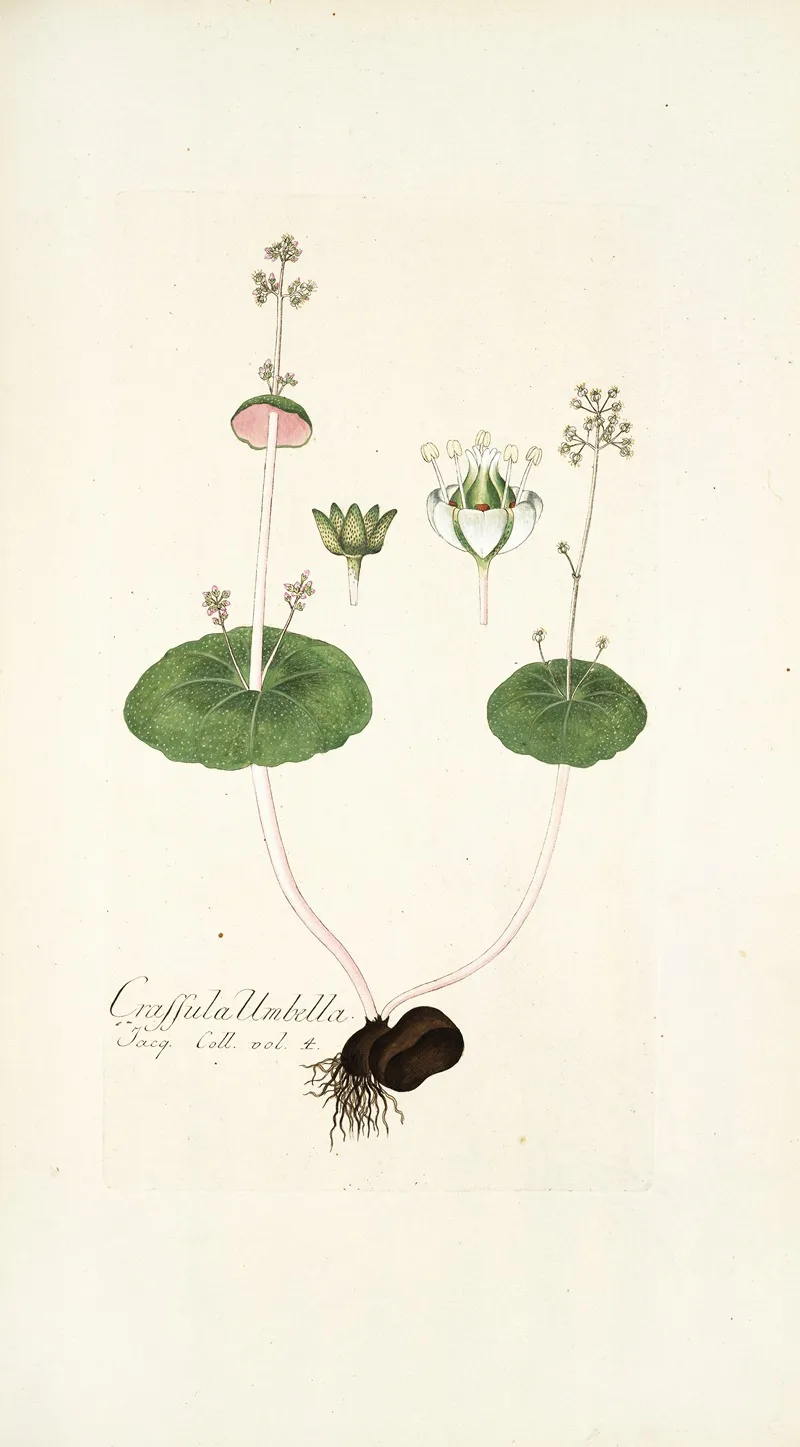 Crassula Umbella