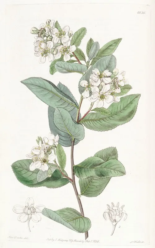 Crataegus Leaved Kageneckia