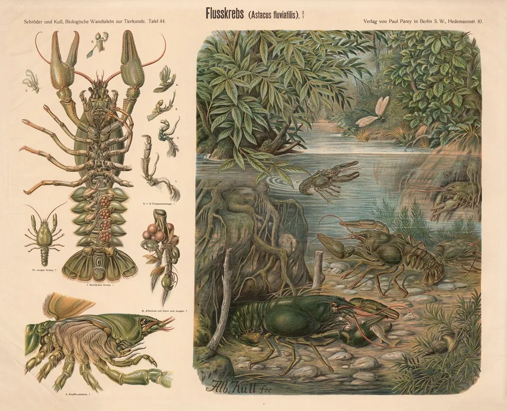 Crayfish Astacus Fluviatilis 2 by Albert Kull - Canvas Print