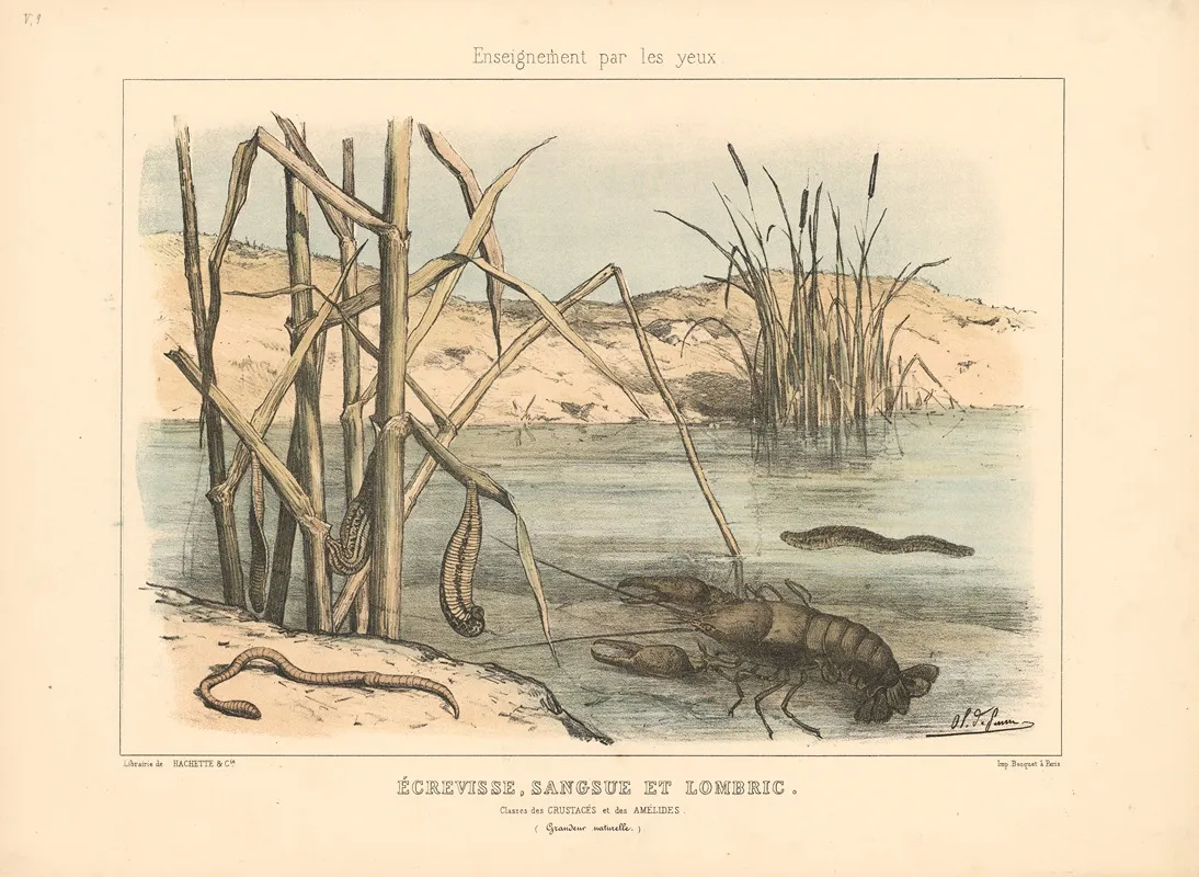 Crayfish Leeches And Earthworms