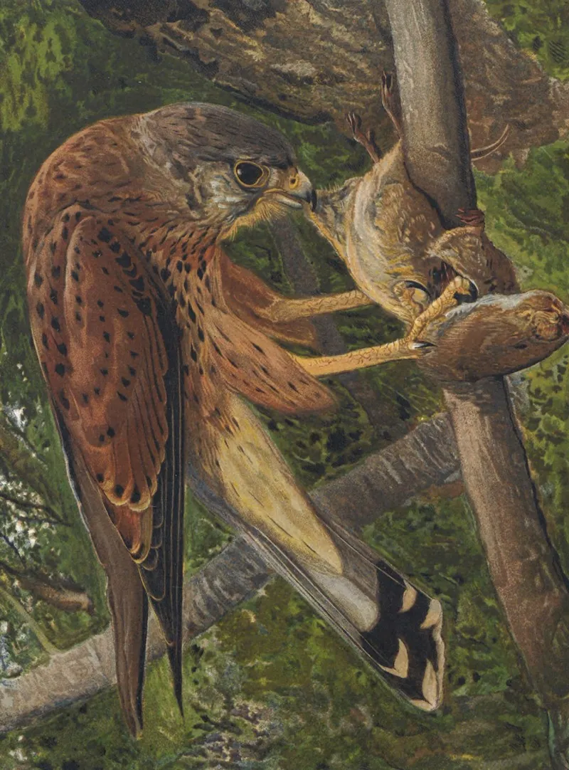 Crecerelle by Léo-Paul Robert - Canvas Print