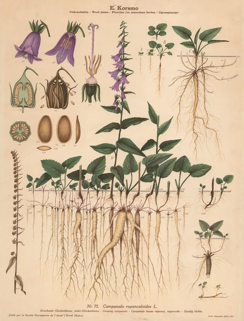 Creeping Campanula by Knut Quelprud - Canvas Print