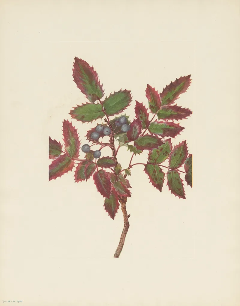 Creeping Hollygrape Berberis Repens 2