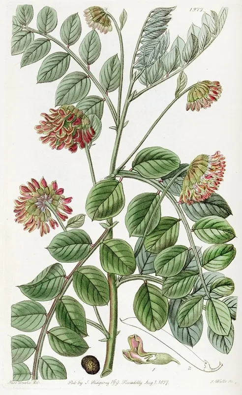 Creeping Rooted Hosackia