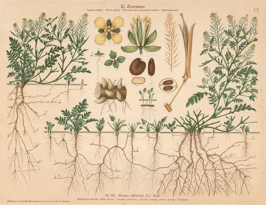 Creeping Watercress by Knut Quelprud - Canvas Print