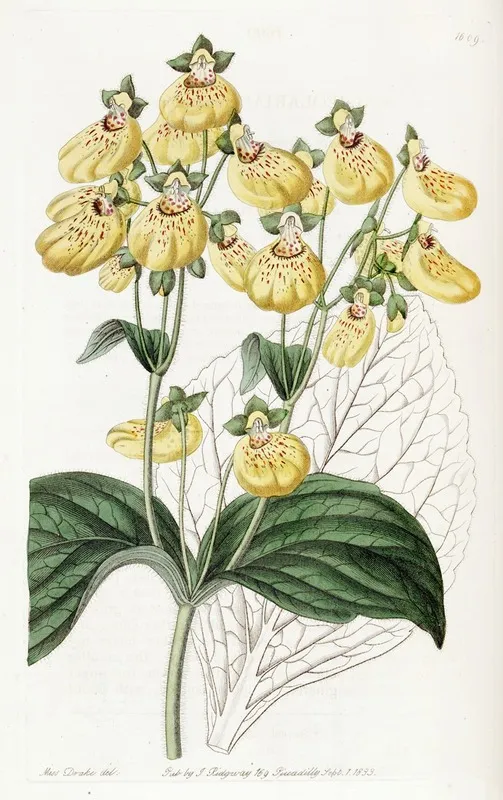 Crenate Flowered Calceolaria