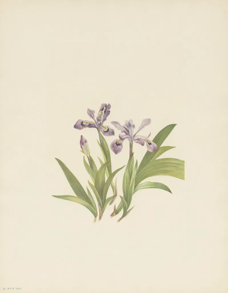 Crested Iris Iris Cristata 3