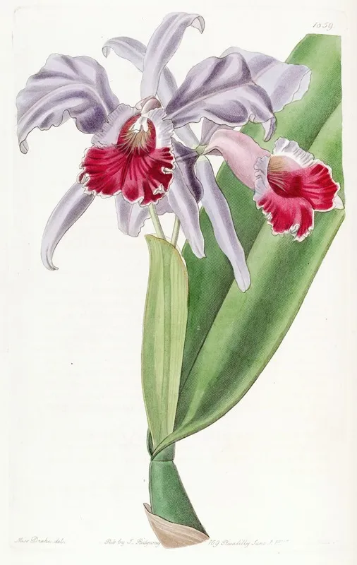 Crimson Lipped Cattleya