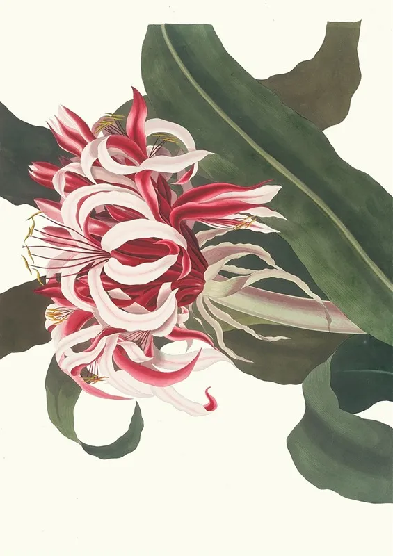 Crinium Augustum Queen Emma