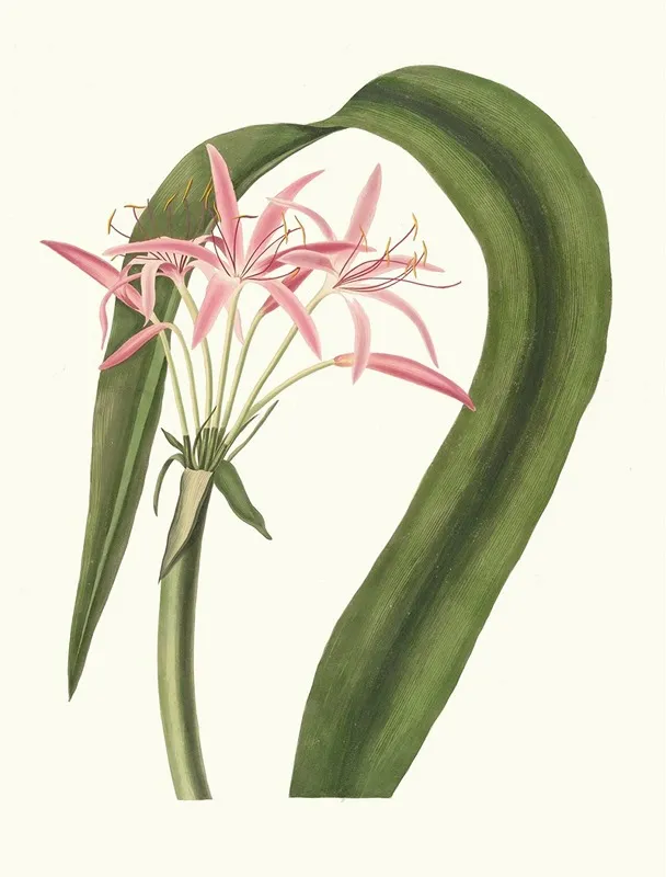 Crinum Cruentum