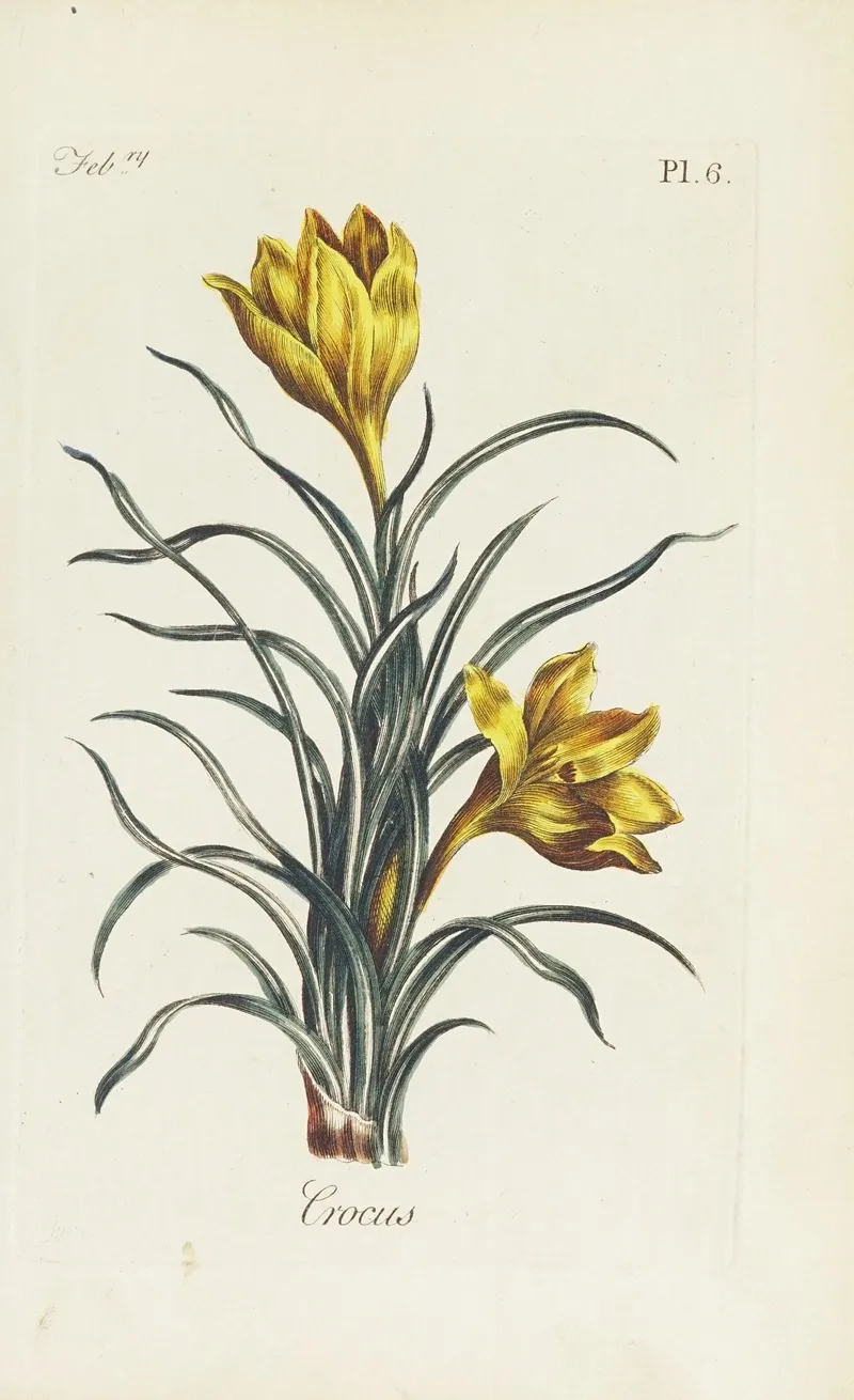 Crocus 2 by Carington Bowles - Canvas Print