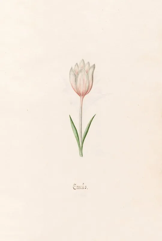 Crocus 4