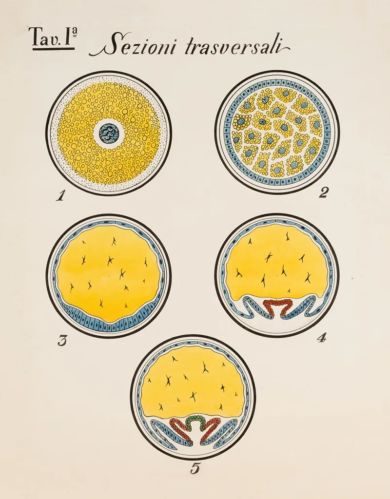 Cross Sections Of Developmental Stages