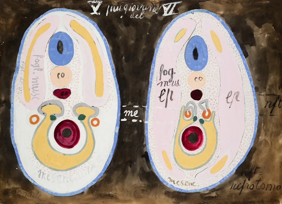 Cross Sections Of Embryonic Development