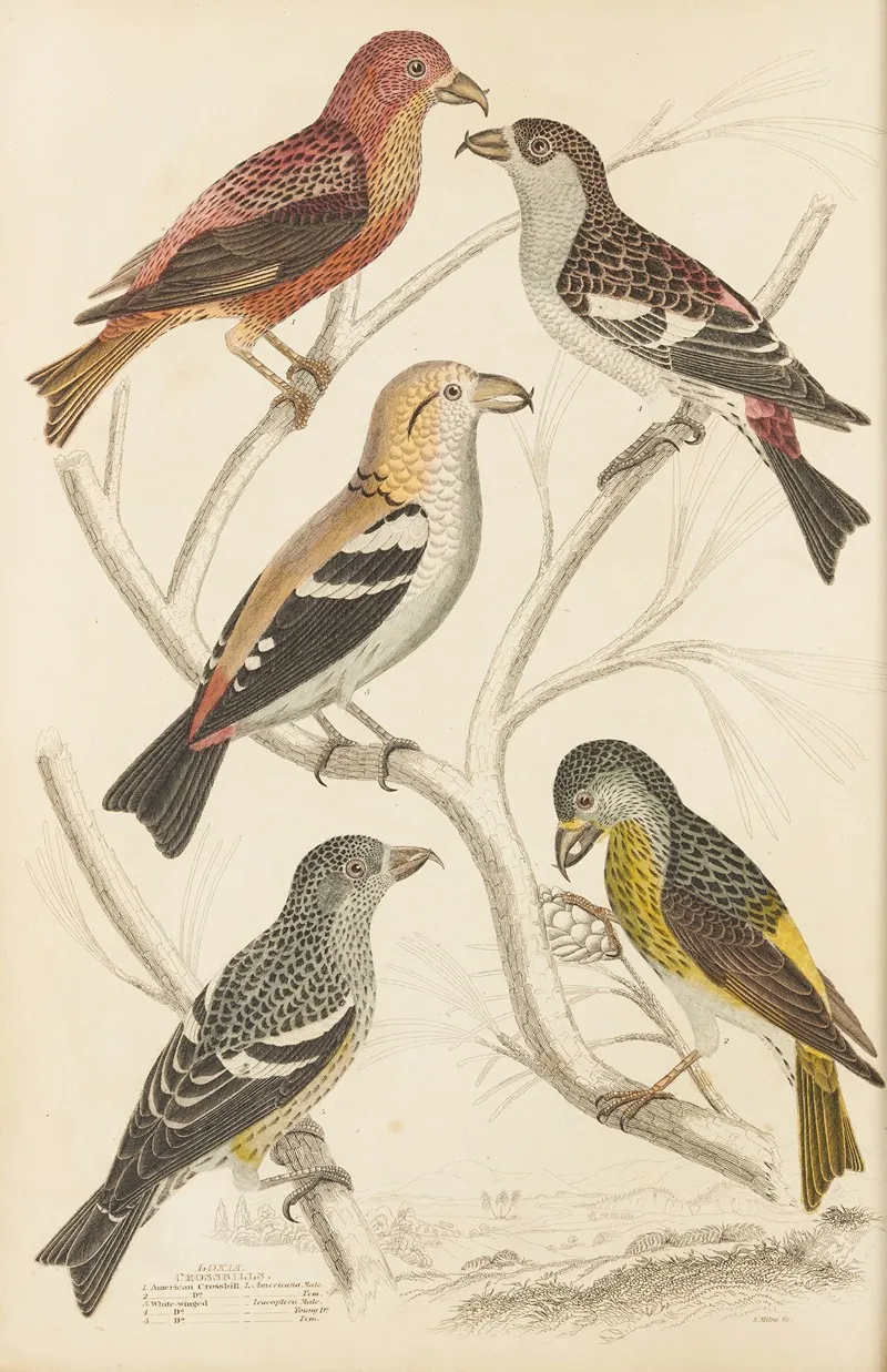 Crossbills by William MacGillivray - Canvas Print