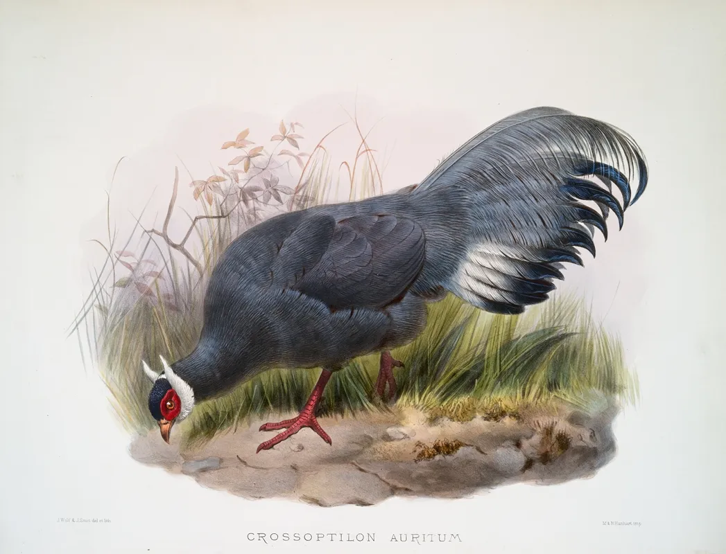 Crossoptilon Auritum 2 by Joseph Smit - Canvas Print