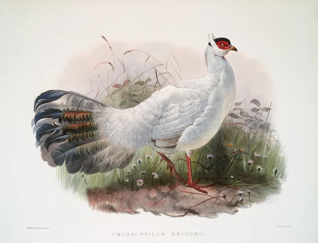 Crossoptilon Drouynii 2