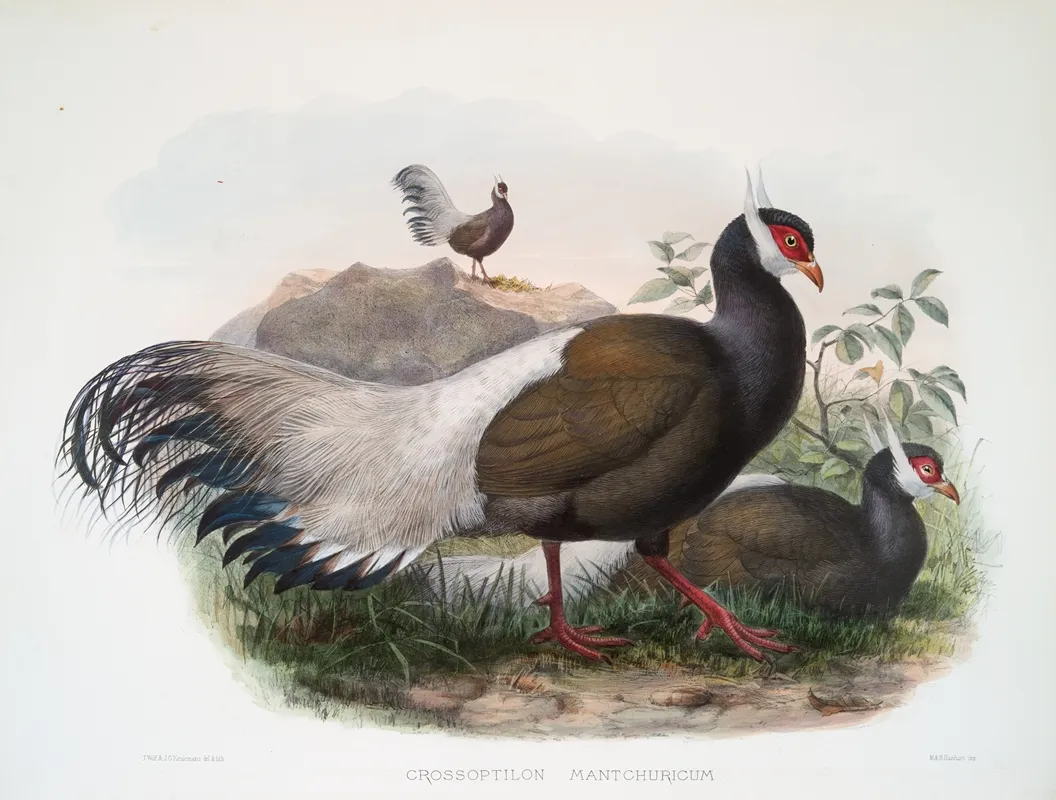 Crossoptilon Mantchuricum 2