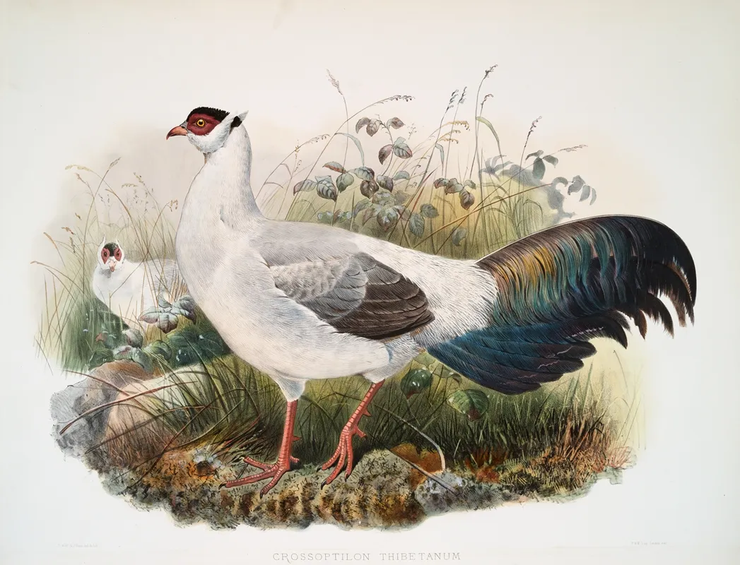 Crossoptilon Thibetanum 2 by Joseph Smit - Canvas Print