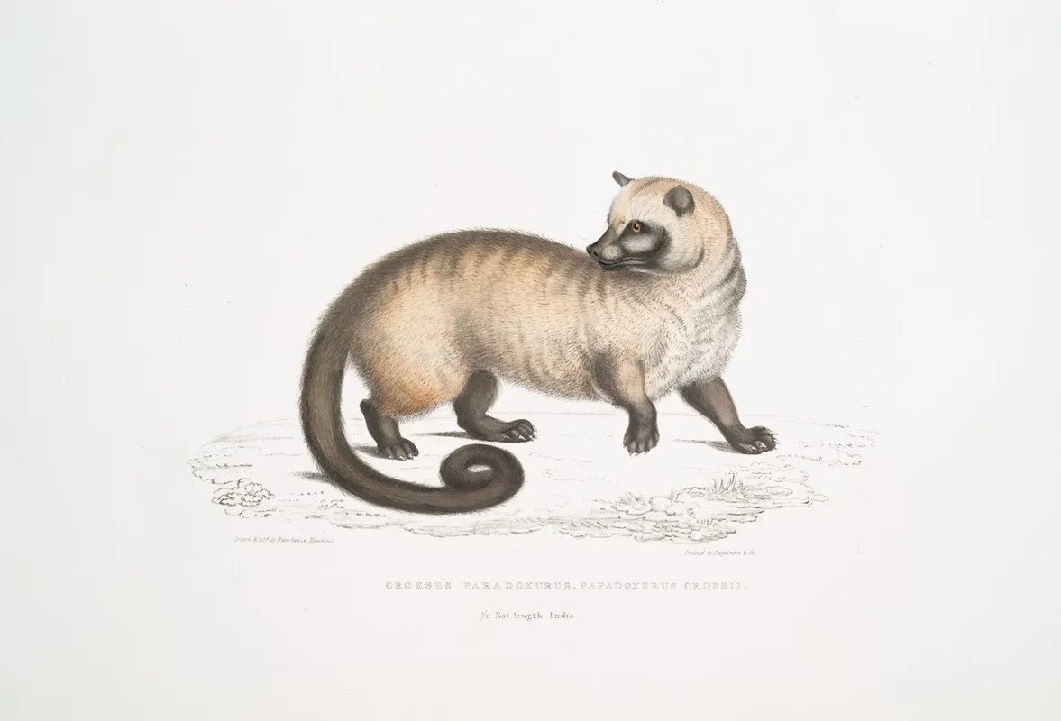 Crosss Paradoxurus Paradoxurus Crossii