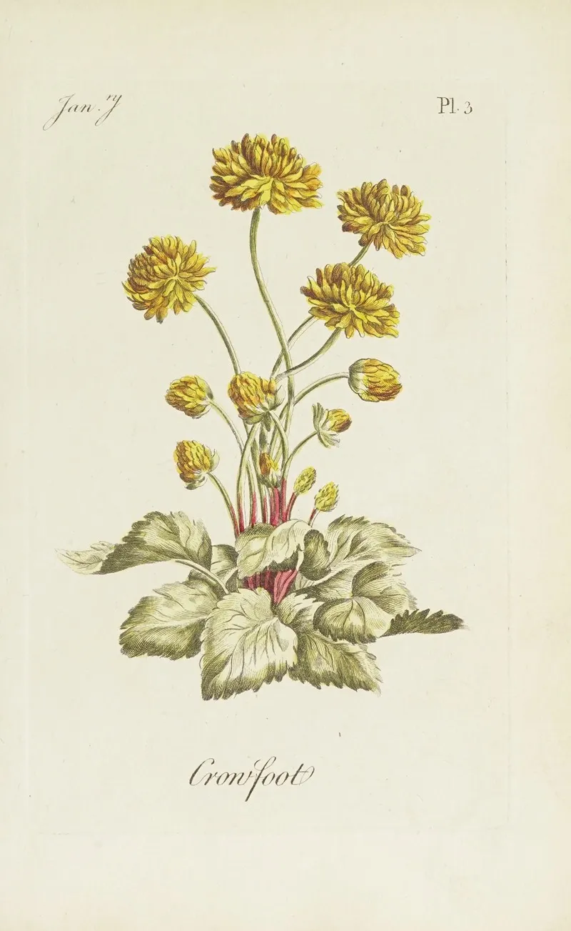 Crowfoot by Carington Bowles - Canvas Print