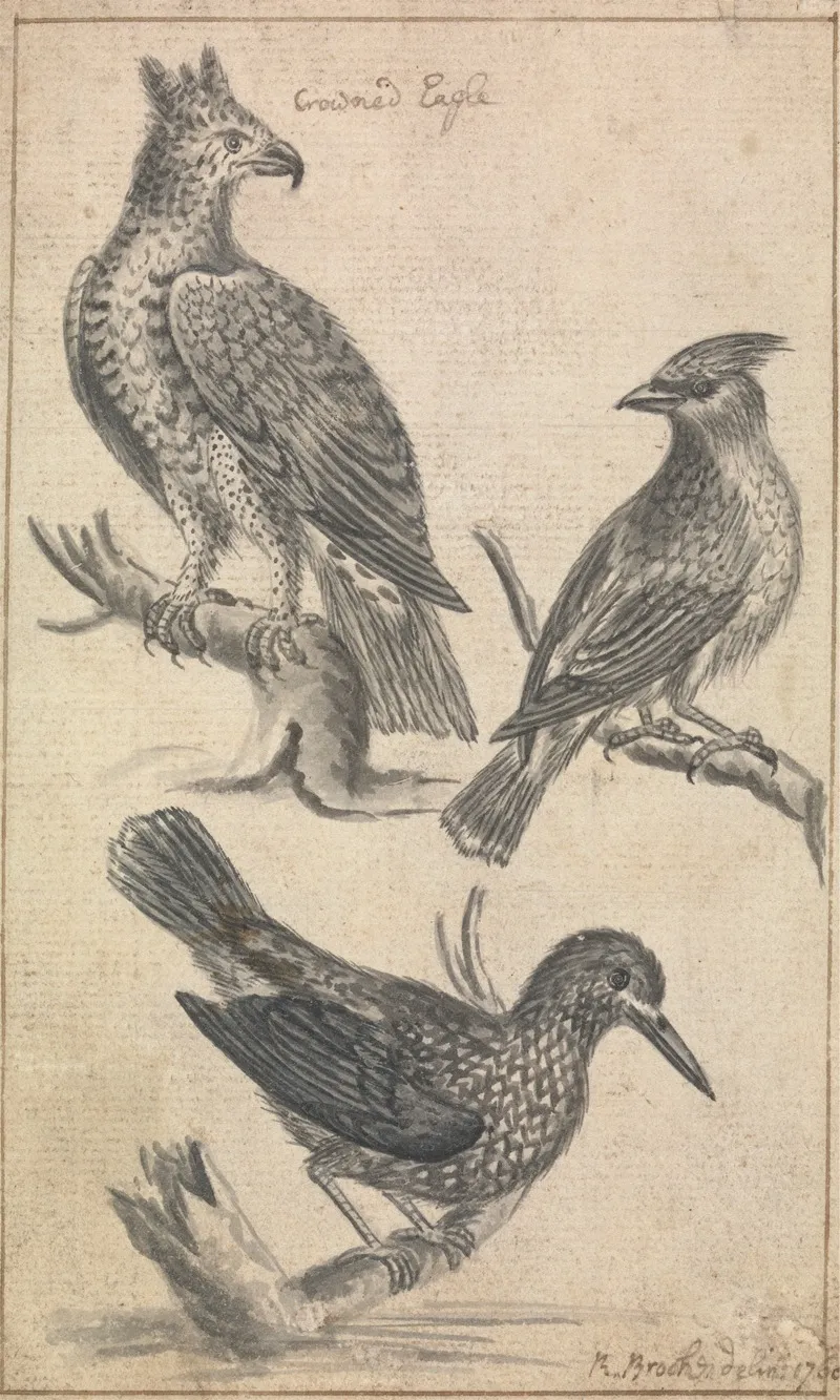 Crowned Eagle And Two Birds