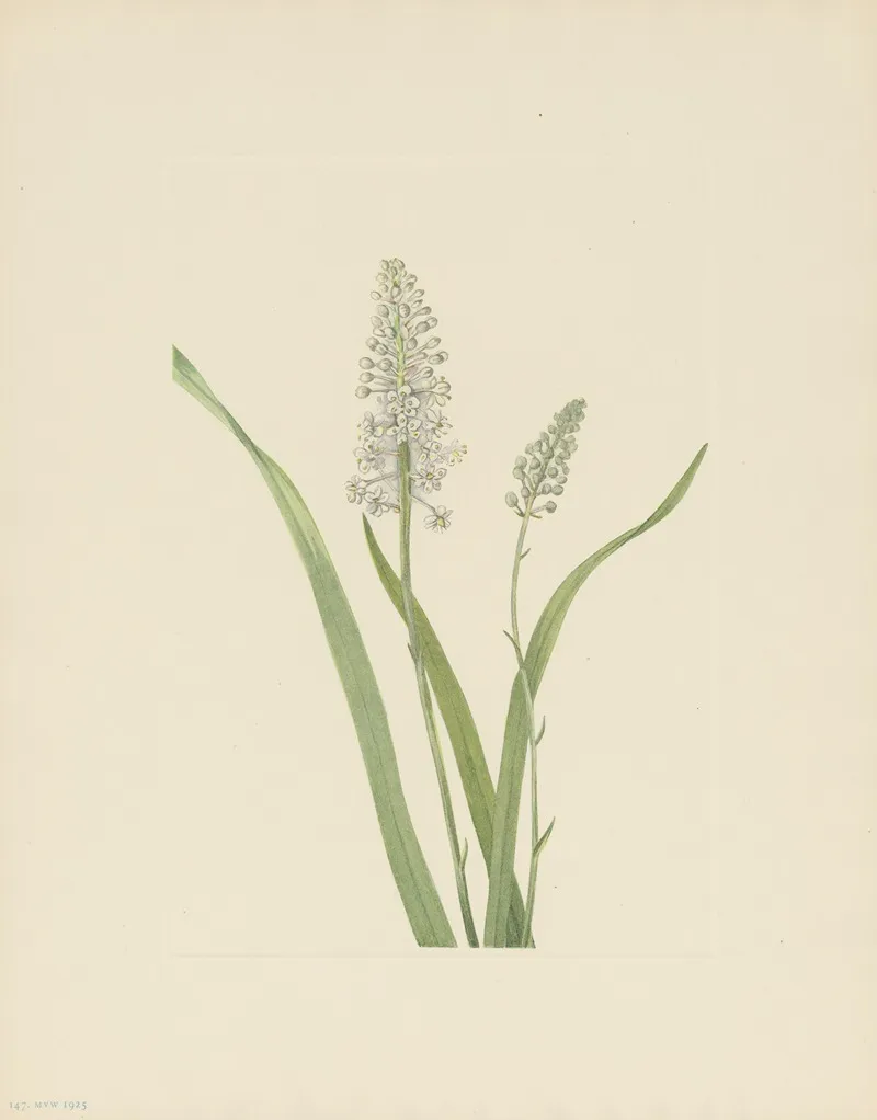 Crowpoison Chrosperma Muscaetoxicum 3