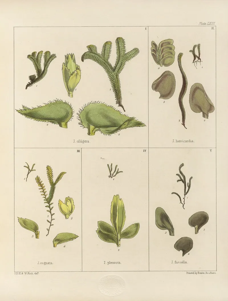Cryptogamic Botany Of The Antarctic Voyage Of H M Discovery Ships Erebus And Terror In The Years 1839 Pl 07