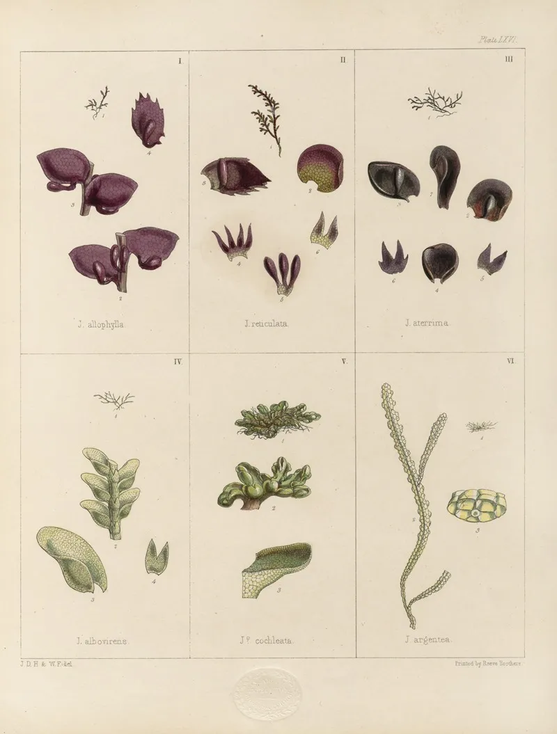 Cryptogamic Botany Of The Antarctic Voyage Of H M Discovery Ships Erebus And Terror In The Years 1839 Pl 10