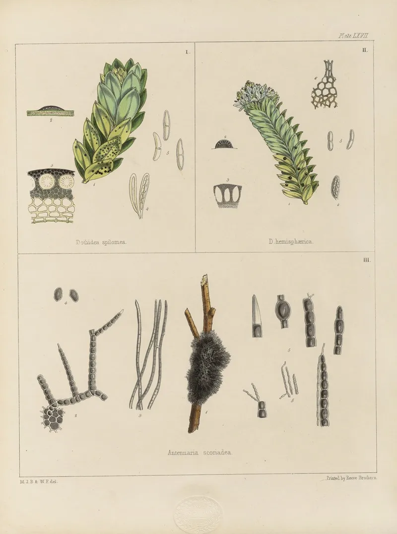 Cryptogamic Botany Of The Antarctic Voyage Of H M Discovery Ships Erebus And Terror In The Years 1839 Pl 11