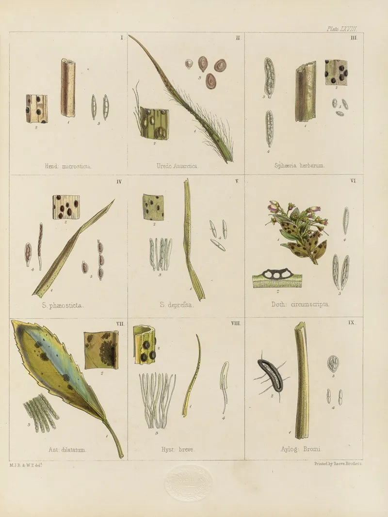 Cryptogamic Botany Of The Antarctic Voyage Of H M Discovery Ships Erebus And Terror In The Years 1839 Pl 12