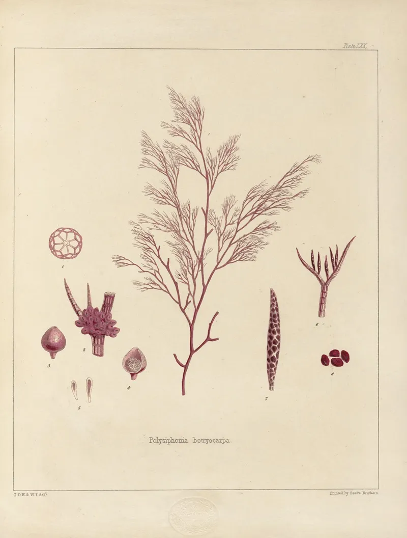 Cryptogamic Botany Of The Antarctic Voyage Of H M Discovery Ships Erebus And Terror In The Years 1839 Pl 14