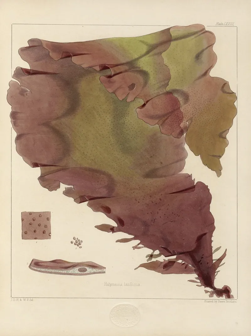Cryptogamic Botany Of The Antarctic Voyage Of H M Discovery Ships Erebus And Terror In The Years 1839 Pl 17