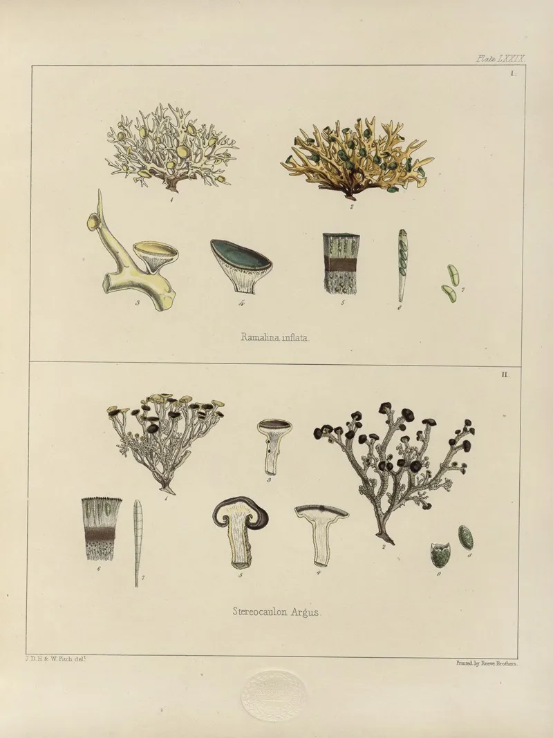 Cryptogamic Botany Of The Antarctic Voyage Of H M Discovery Ships Erebus And Terror In The Years 1839 Pl 23