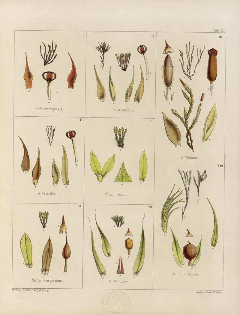 Cryptogamic Botany Of The Antarctic Voyage Of H M Discovery Ships Erebus And Terror In The Years 1839 Pl 25