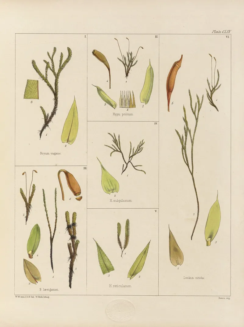 Cryptogamic Botany Of The Antarctic Voyage Of H M Discovery Ships Erebus And Terror In The Years 1839 Pl 28