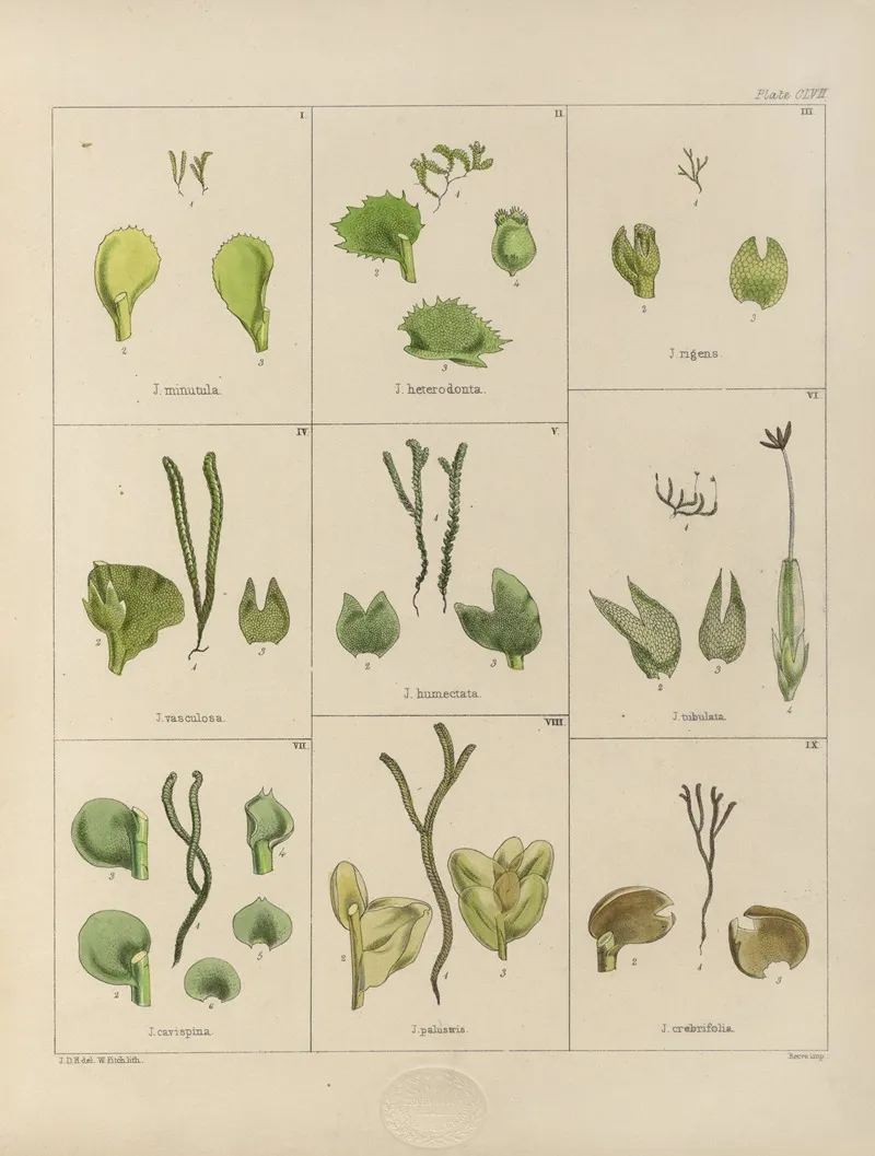 Cryptogamic Botany Of The Antarctic Voyage Of H M Discovery Ships Erebus And Terror In The Years 1839 Pl 31