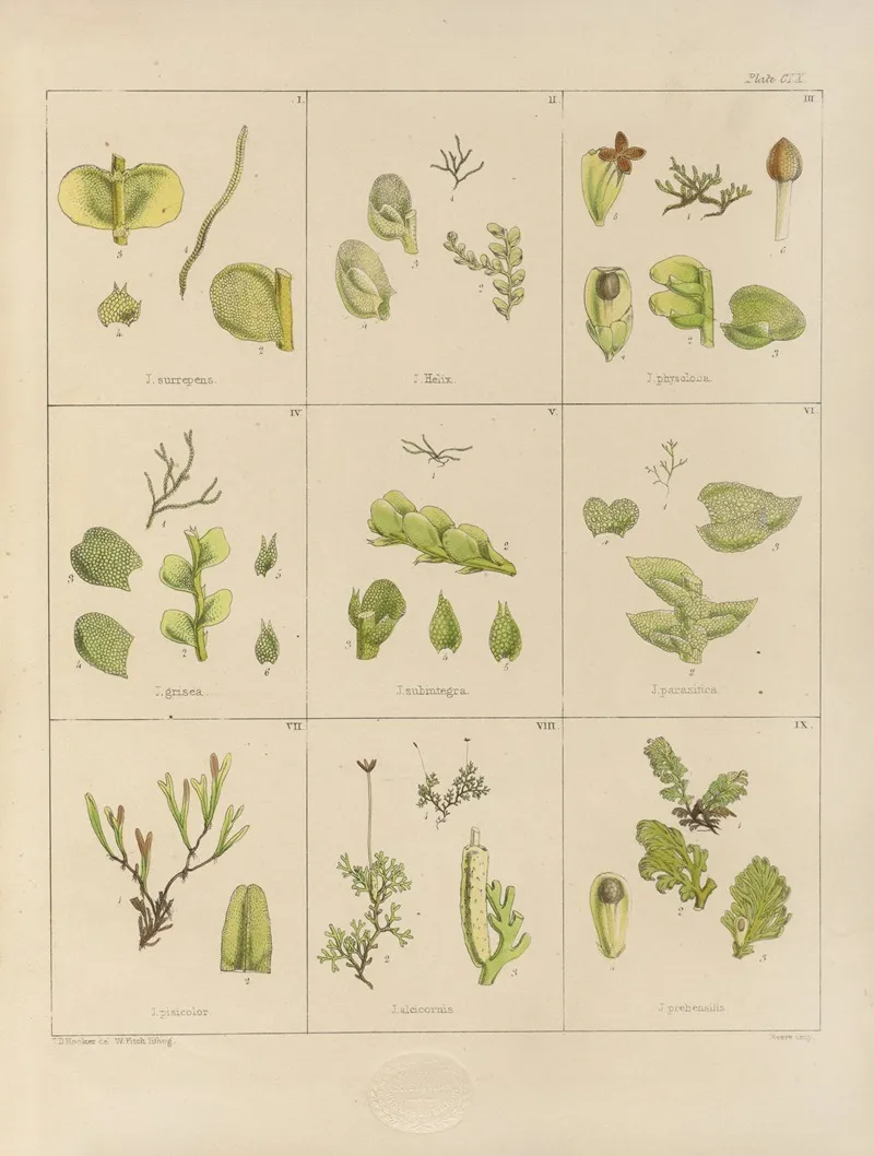 Cryptogamic Botany Of The Antarctic Voyage Of H M Discovery Ships Erebus And Terror In The Years 1839 Pl 34