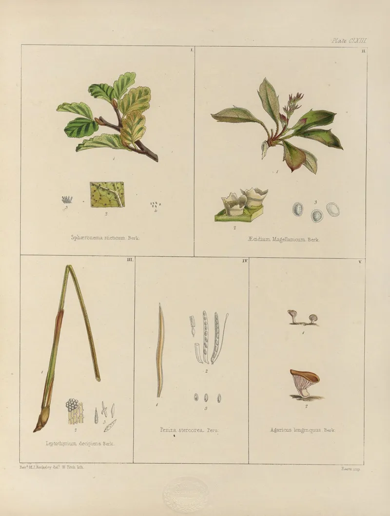 Cryptogamic Botany Of The Antarctic Voyage Of H M Discovery Ships Erebus And Terror In The Years 1839 Pl 37