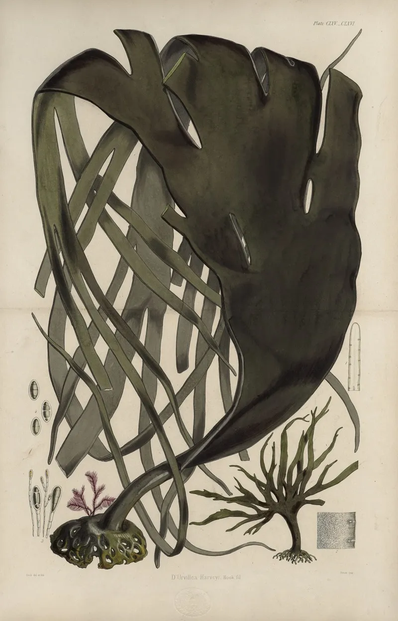 Cryptogamic Botany Of The Antarctic Voyage Of H M Discovery Ships Erebus And Terror In The Years 1839 Pl 39