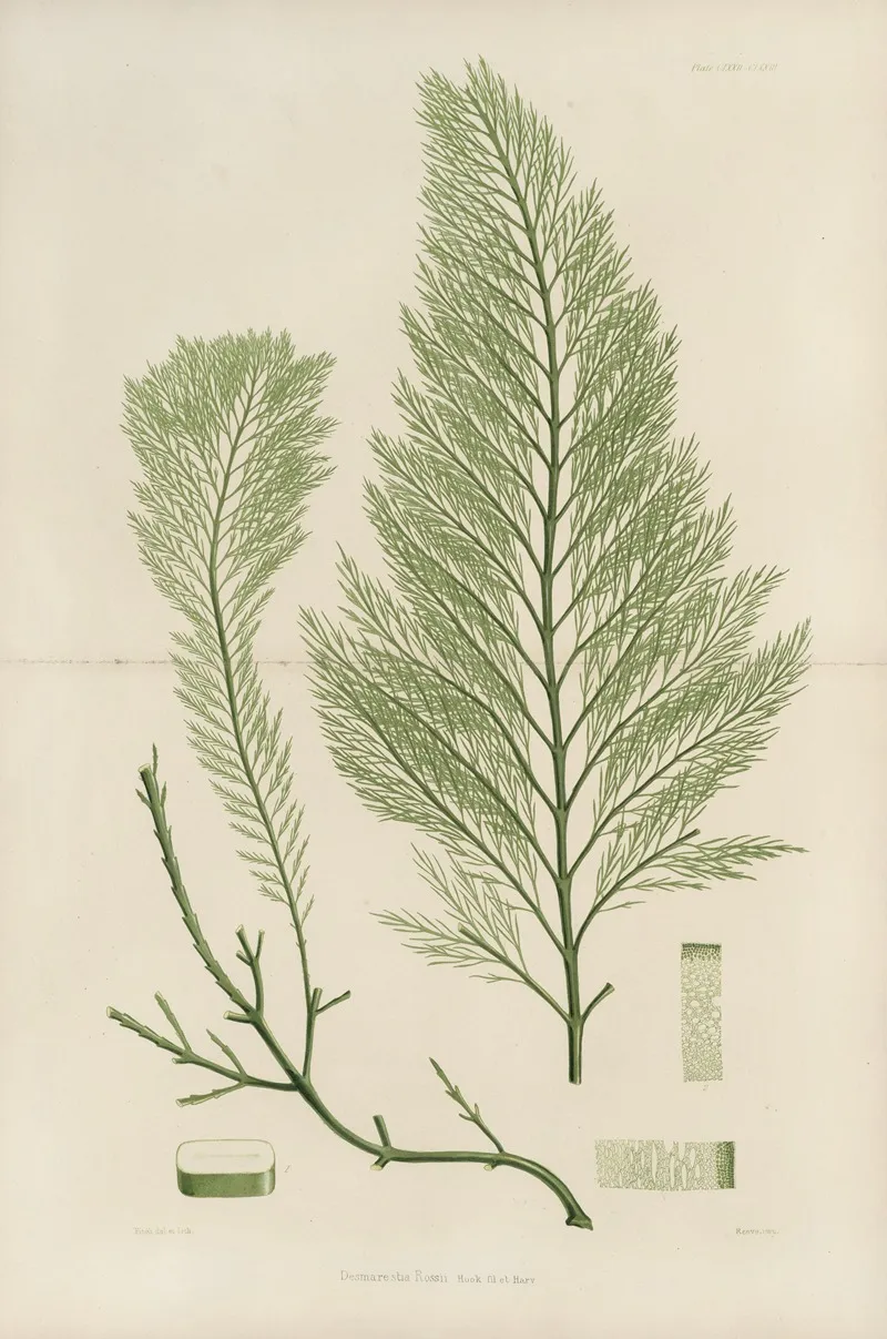 Cryptogamic Botany Of The Antarctic Voyage Of H M Discovery Ships Erebus And Terror In The Years 1839 Pl 43