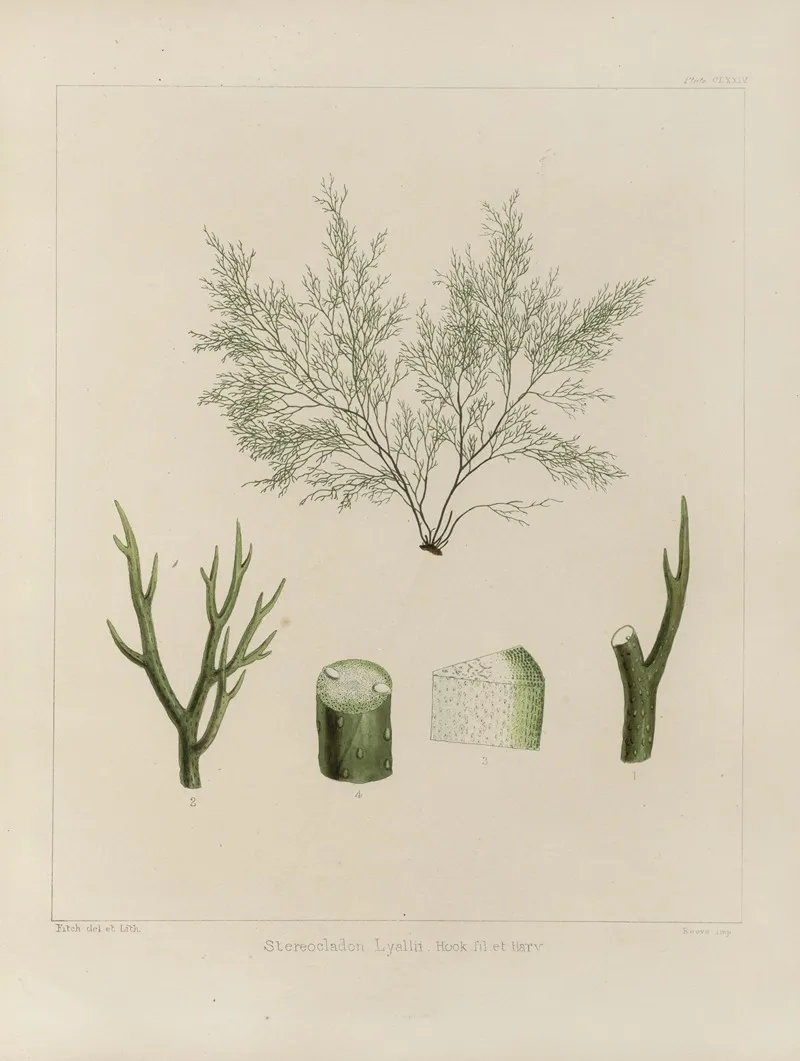 Cryptogamic Botany Of The Antarctic Voyage Of H M Discovery Ships Erebus And Terror In The Years 1839 Pl 44