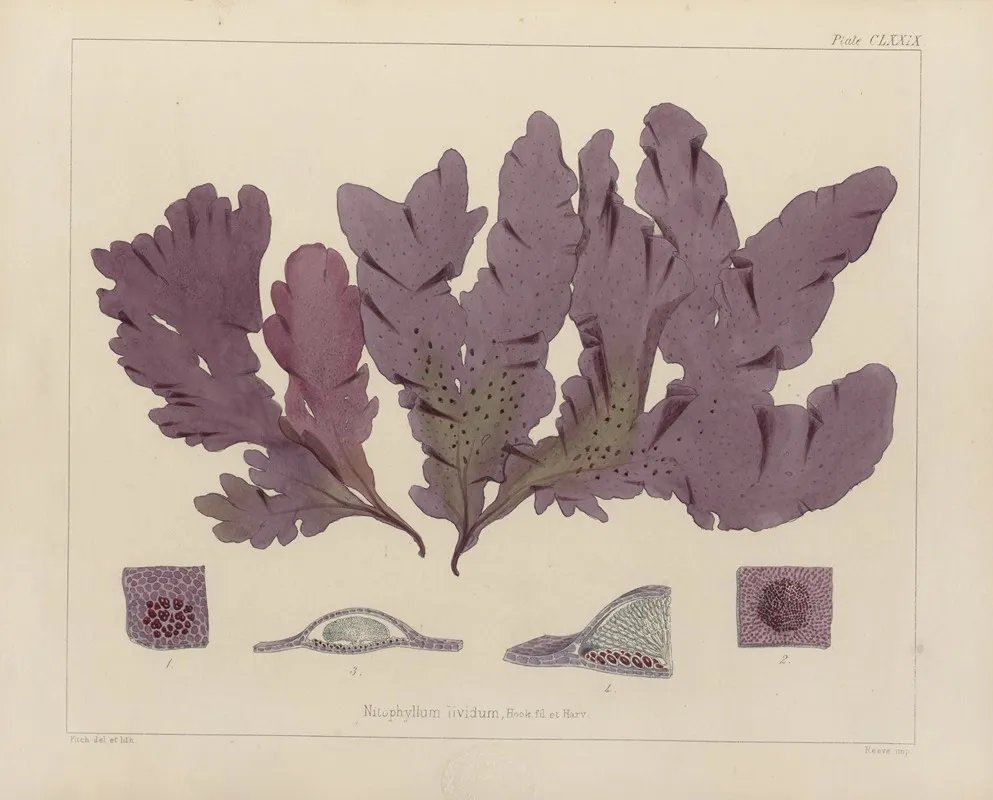 Cryptogamic Botany Of The Antarctic Voyage Of H M Discovery Ships Erebus And Terror In The Years 1839 Pl 49