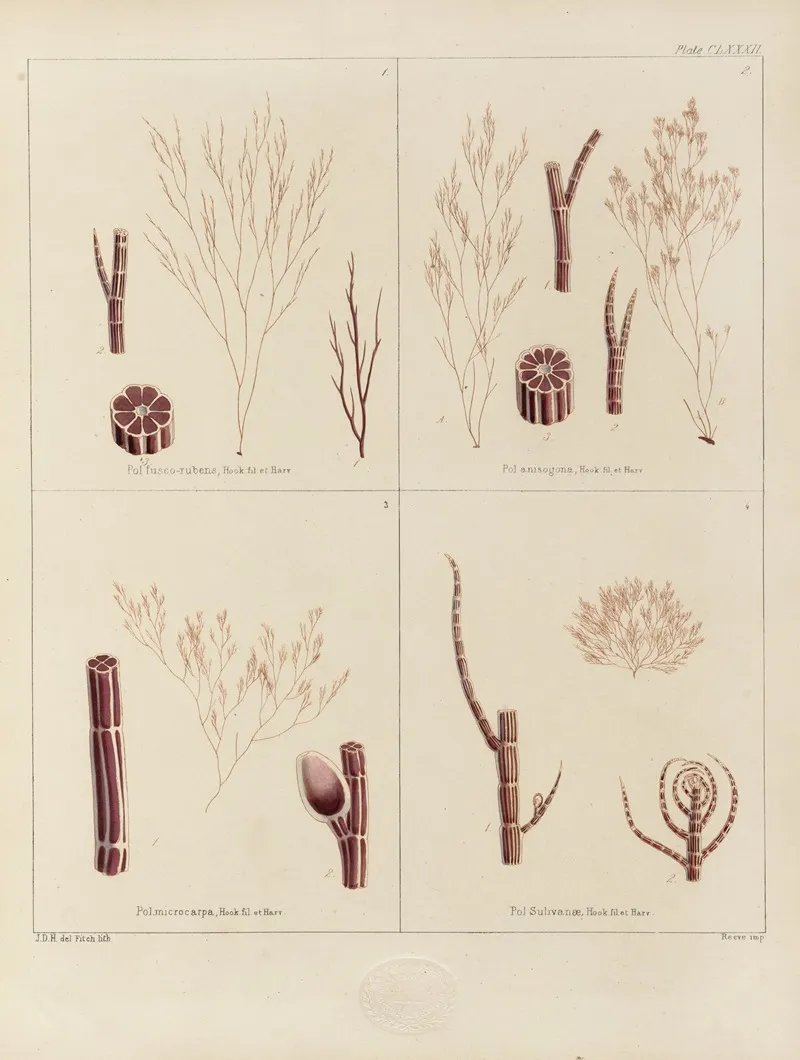 Cryptogamic Botany Of The Antarctic Voyage Of H M Discovery Ships Erebus And Terror In The Years 1839 Pl 52
