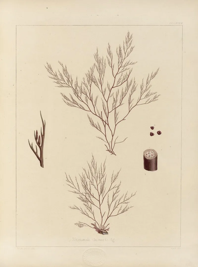Cryptogamic Botany Of The Antarctic Voyage Of H M Discovery Ships Erebus And Terror In The Years 1839 Pl 54