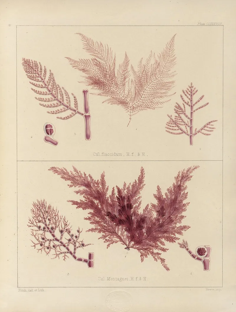 Cryptogamic Botany Of The Antarctic Voyage Of H M Discovery Ships Erebus And Terror In The Years 1839 Pl 58