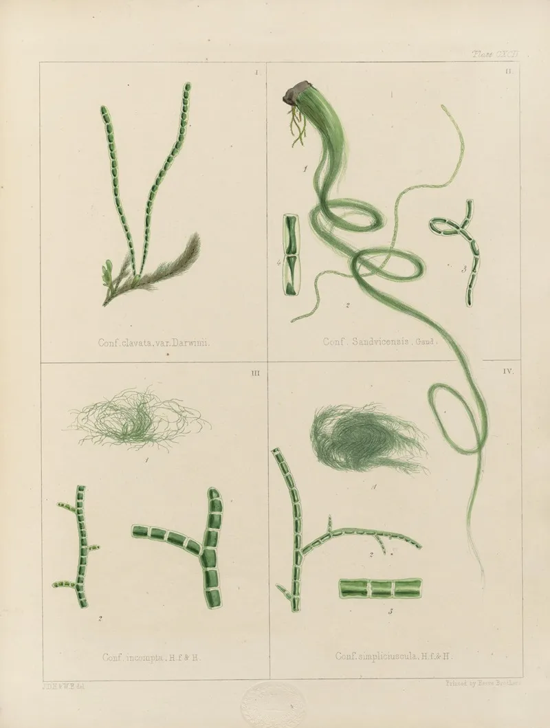 Cryptogamic Botany Of The Antarctic Voyage Of H M Discovery Ships Erebus And Terror In The Years 1839 Pl 62