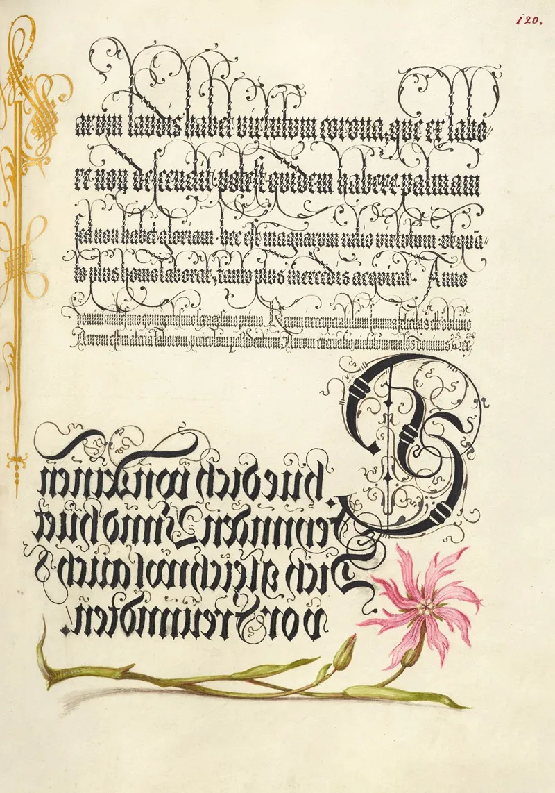 Cuckoo Flower by Joris Hoefnagel - Canvas Print